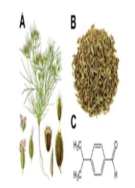 Antinociceptive and antineuropathic effects of cuminaldehyde, the major constituent of Cuminum cyminum seeds: Possible mechanism